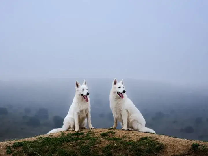 Gdzie z psem w góry Zakopane? Odkryj najlepsze trasy i miejsca