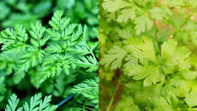 Jak odróżnić pietruszkę od trujących chwastów? Kluczowe różnice
