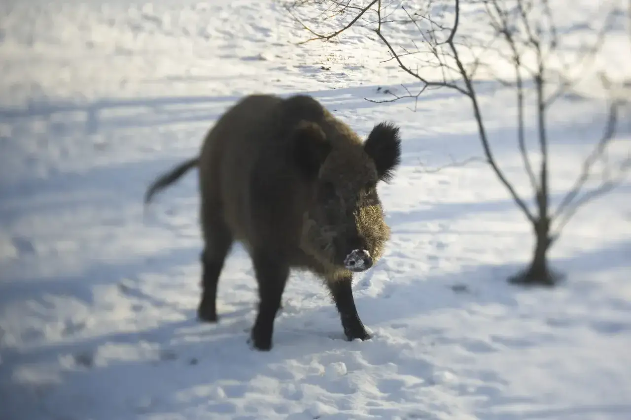 Jak zachować się, gdy dziki na osiedlu zagrażają bezpieczeństwu?