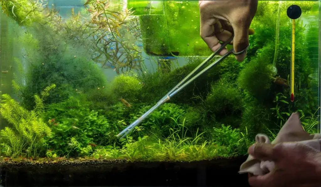 Co ile wymieniać wodę w akwarium 60l, aby uniknąć problemów?