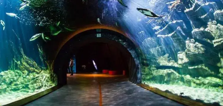 Ozeaneum w Stralsundzie: Niezapomniane atrakcje na Rugii