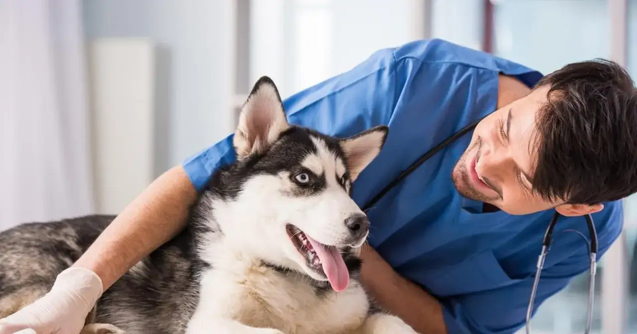 Co robi weterynarz? Kluczowe zadania i usługi dla zdrowia zwierząt