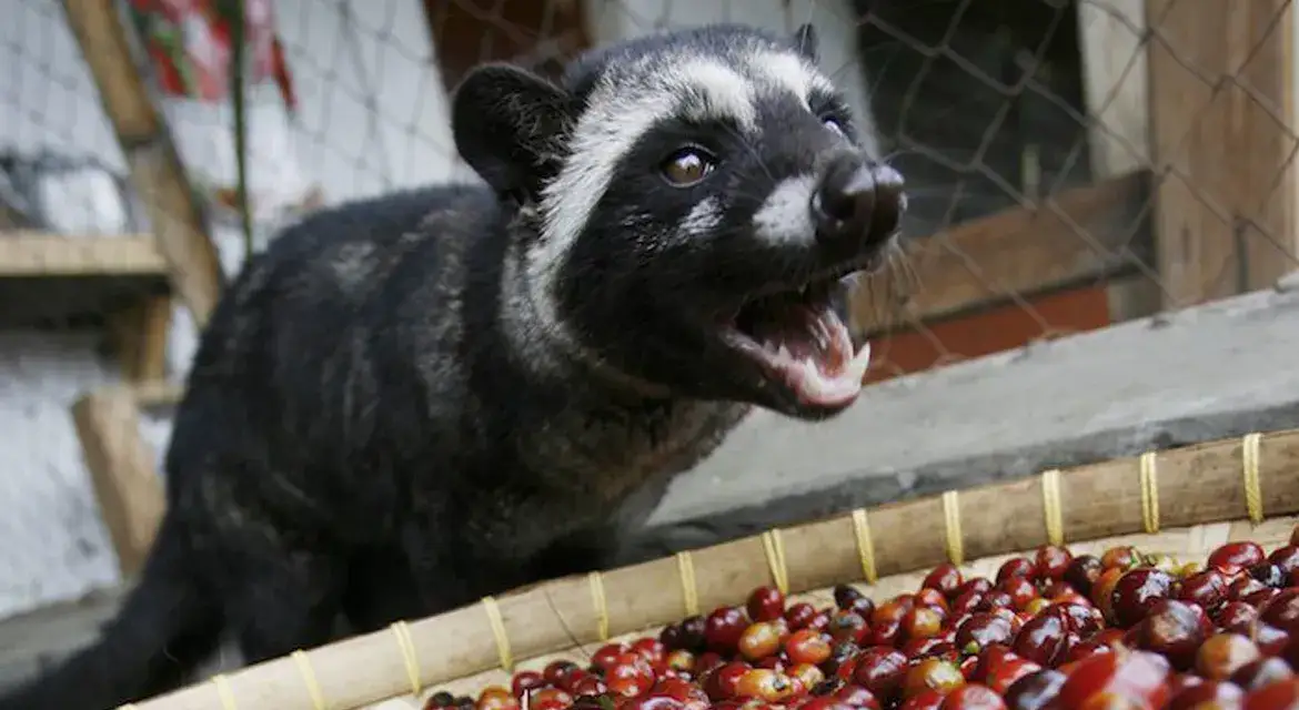 Kawa kopi luwak: jakie zwierzę wytwarza tę kontrowersyjną kawę?