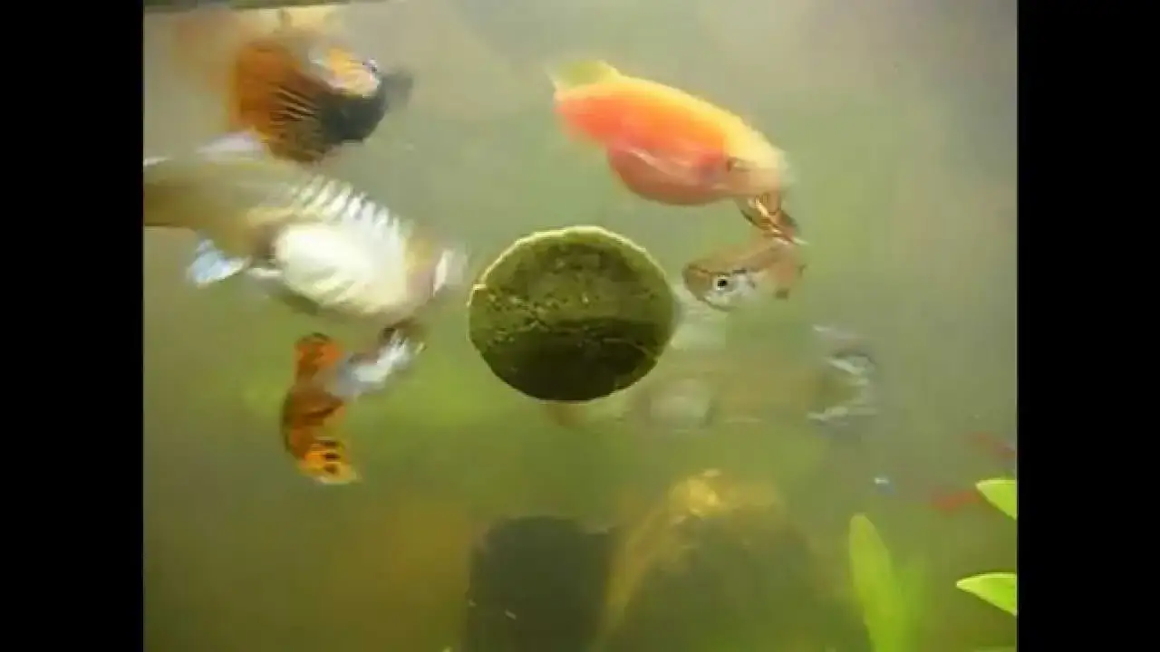 Objawy porodu gupika: jak rozpoznać, że jest w ciąży