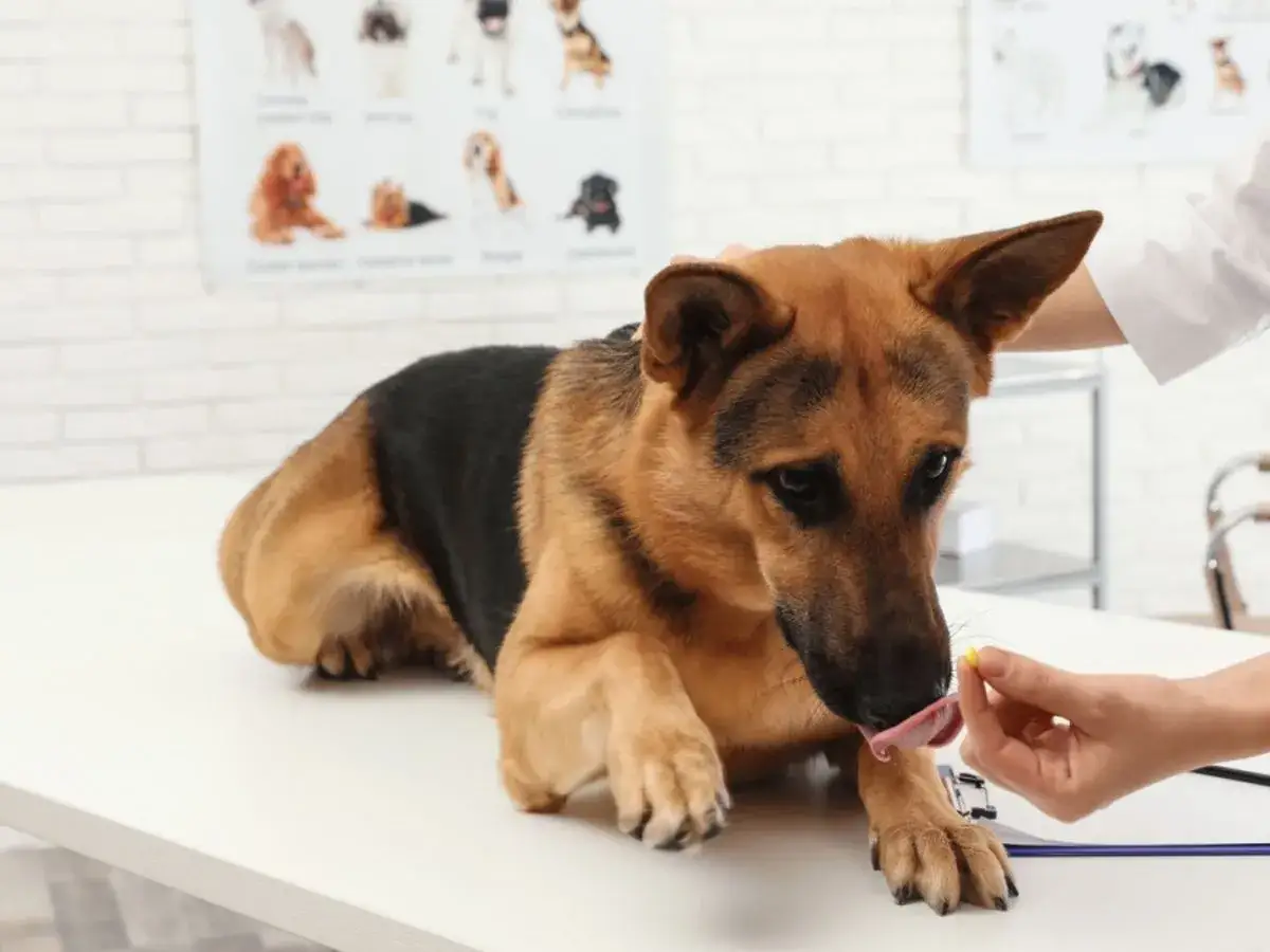 Co na ból dla psa? Bezpieczne leczenie i czego nigdy nie podawać