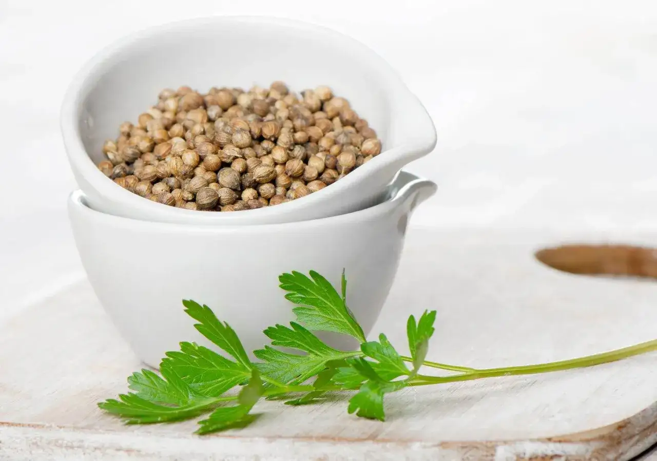 Kolendra w kuchni: do czego? Zaskakujące zastosowania i przepisy