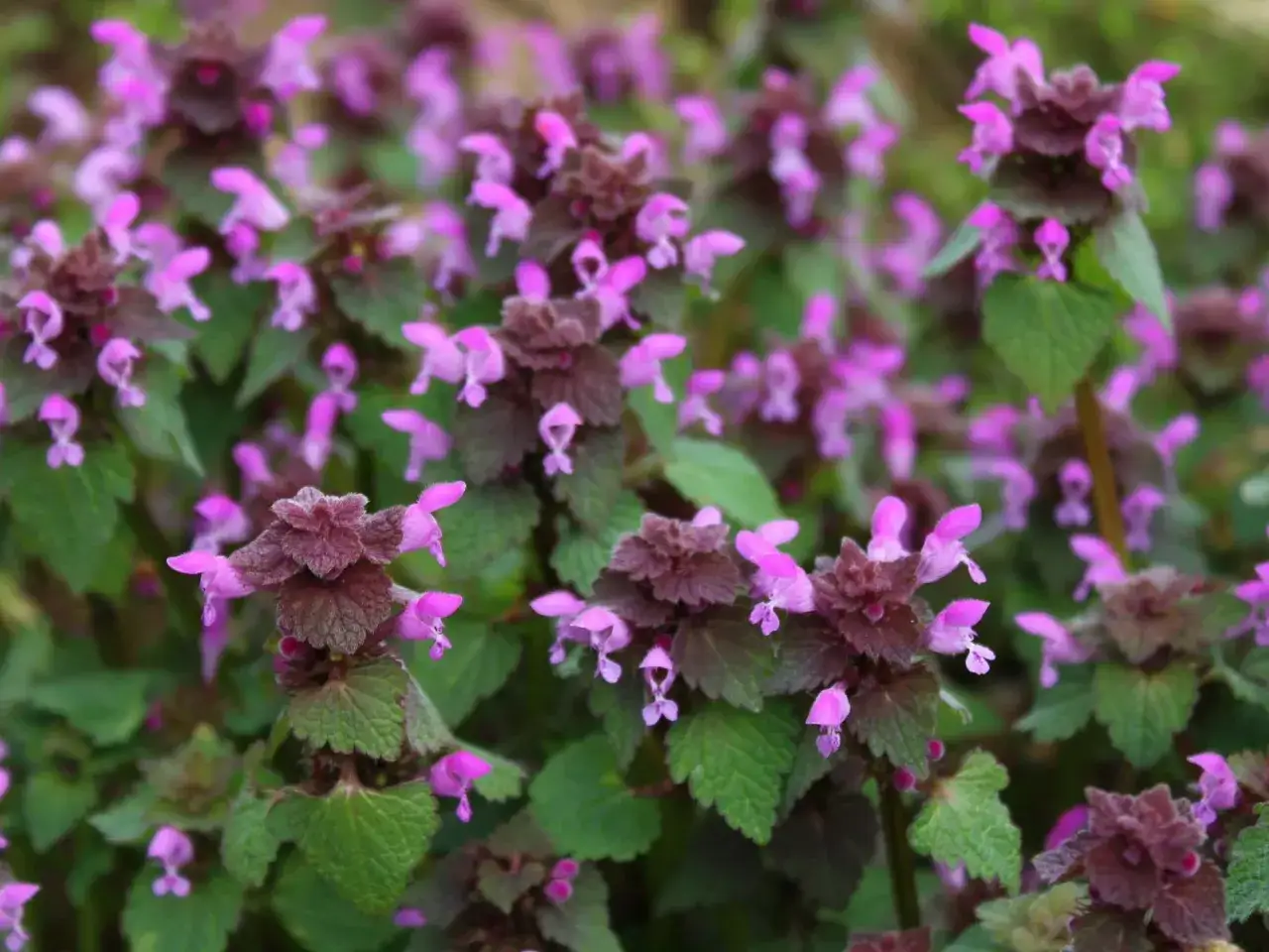 Purpurowy chwast zbożowy: jak go rozpoznać i dlaczego jest groźny