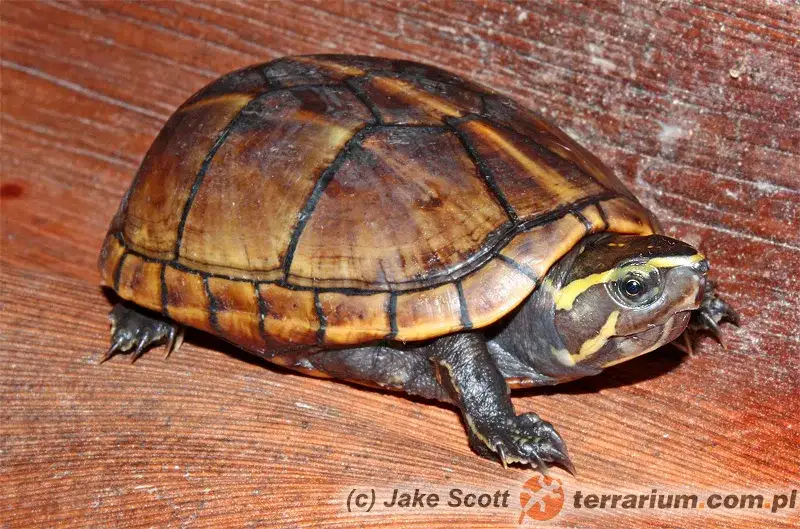 Żółw wodno-lądowy bez wody: Jak długo przetrwa? Nie ryzykuj!