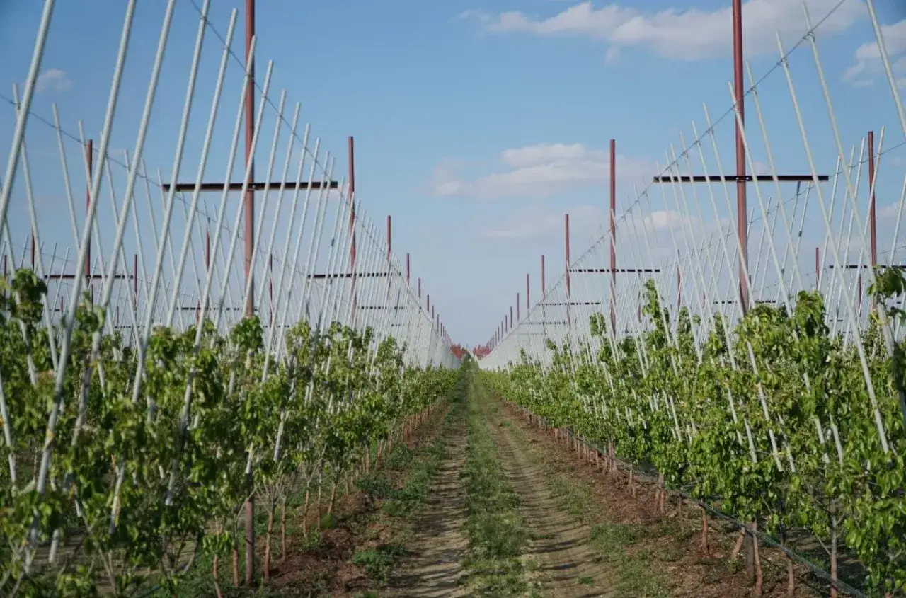 Młody sad gruszowy z rzędami drzewek podtrzymywanych przez konstrukcję z białych tyczek.