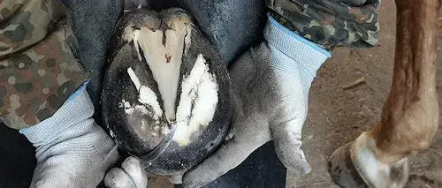 Po co koniom podkowy? Odkryj kluczowe korzyści dla zdrowia kopyt