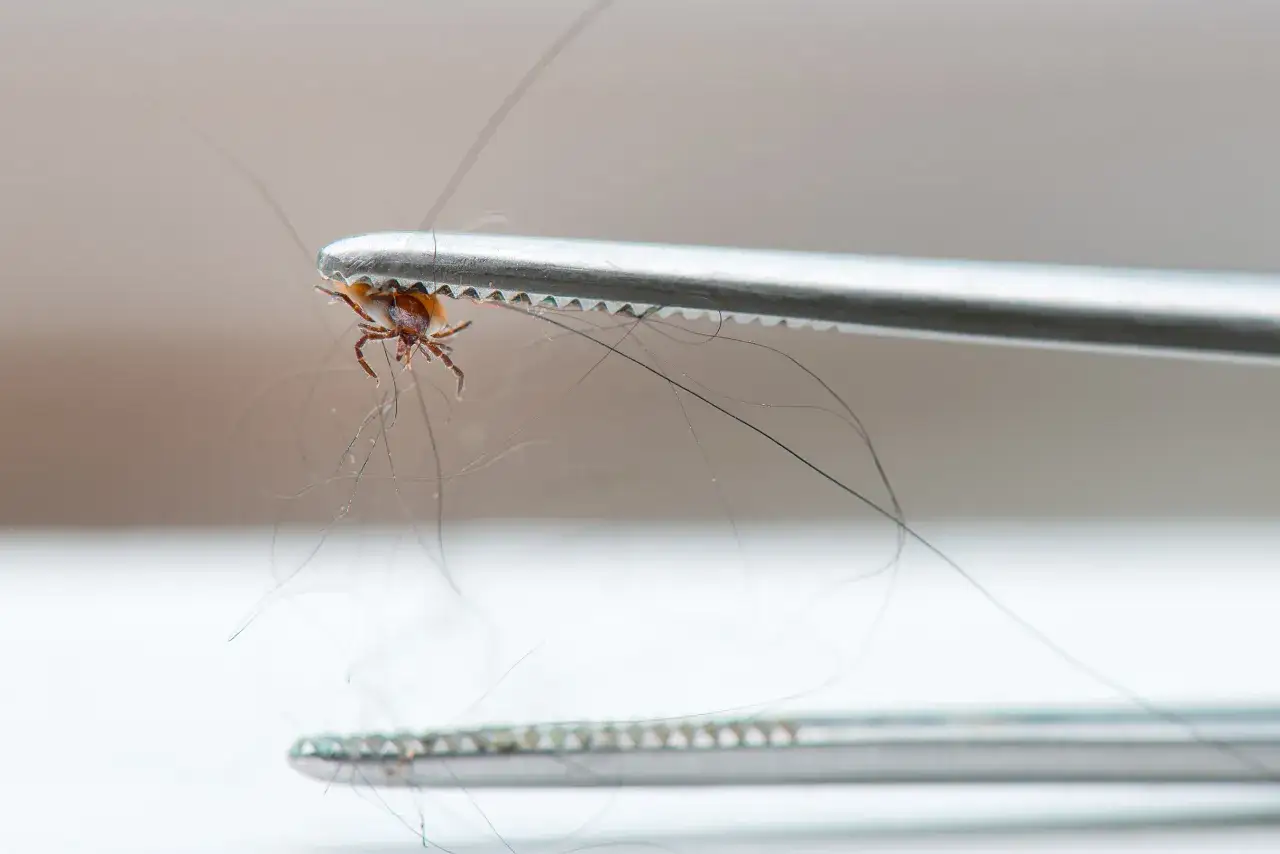 Leczenie boreliozy w Polsce: Jakie leki? Fakty vs. mity ILADS