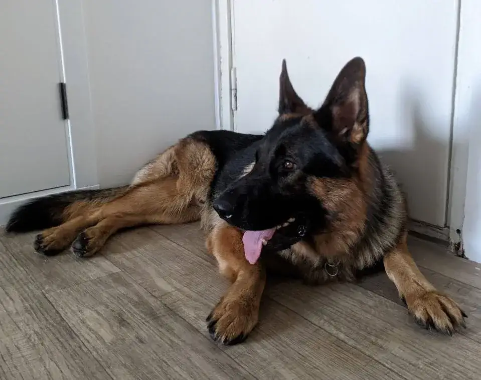 Ile kosztuje Owczarek Niemiecki? Cena + Koszty Utrzymania