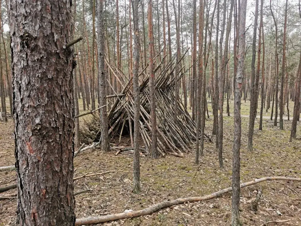 Jak przetrwać w lesie? Kompletny poradnik survivalowy krok po kroku