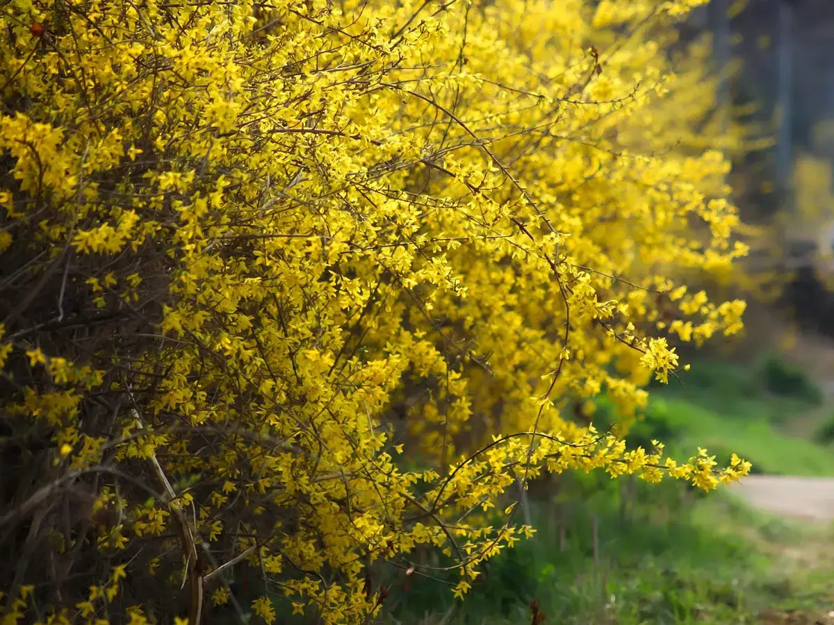 Kiedy przycinać forsycje? Po kwitnieniu, aby cieszyć się ich wiosennym blaskiem. Krzew obsypany żółtymi kwiatami.