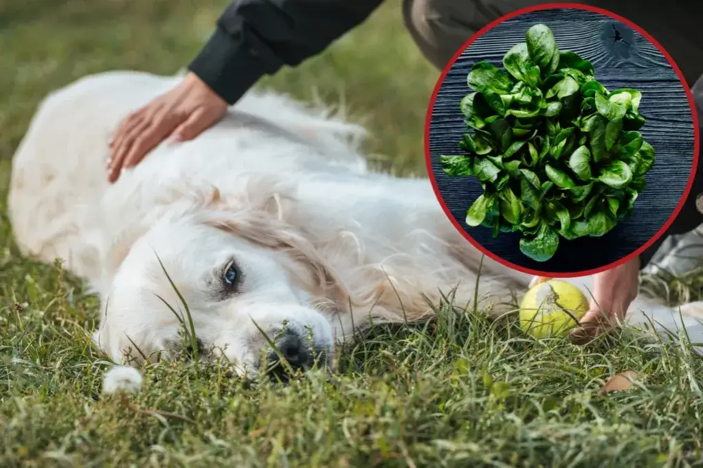 Czy pies może jeść szpinak bez obaw? Poznaj zasady i korzyści!