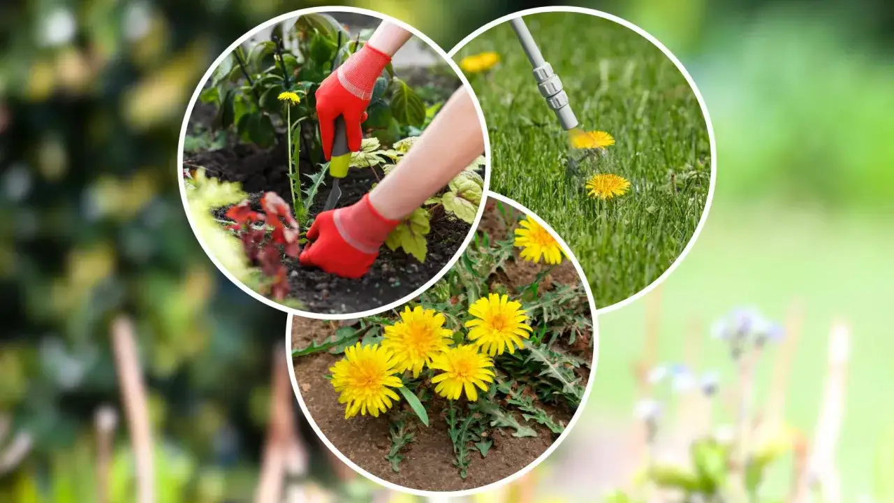 Mniszek lekarski na trawniku? Pozbądź się go raz na zawsze!