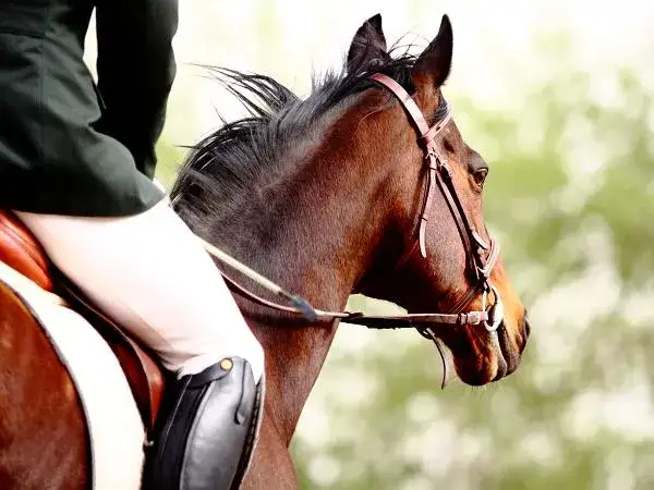 Najlepsze stadniny koni w Radomiu - jazda konna dla każdego