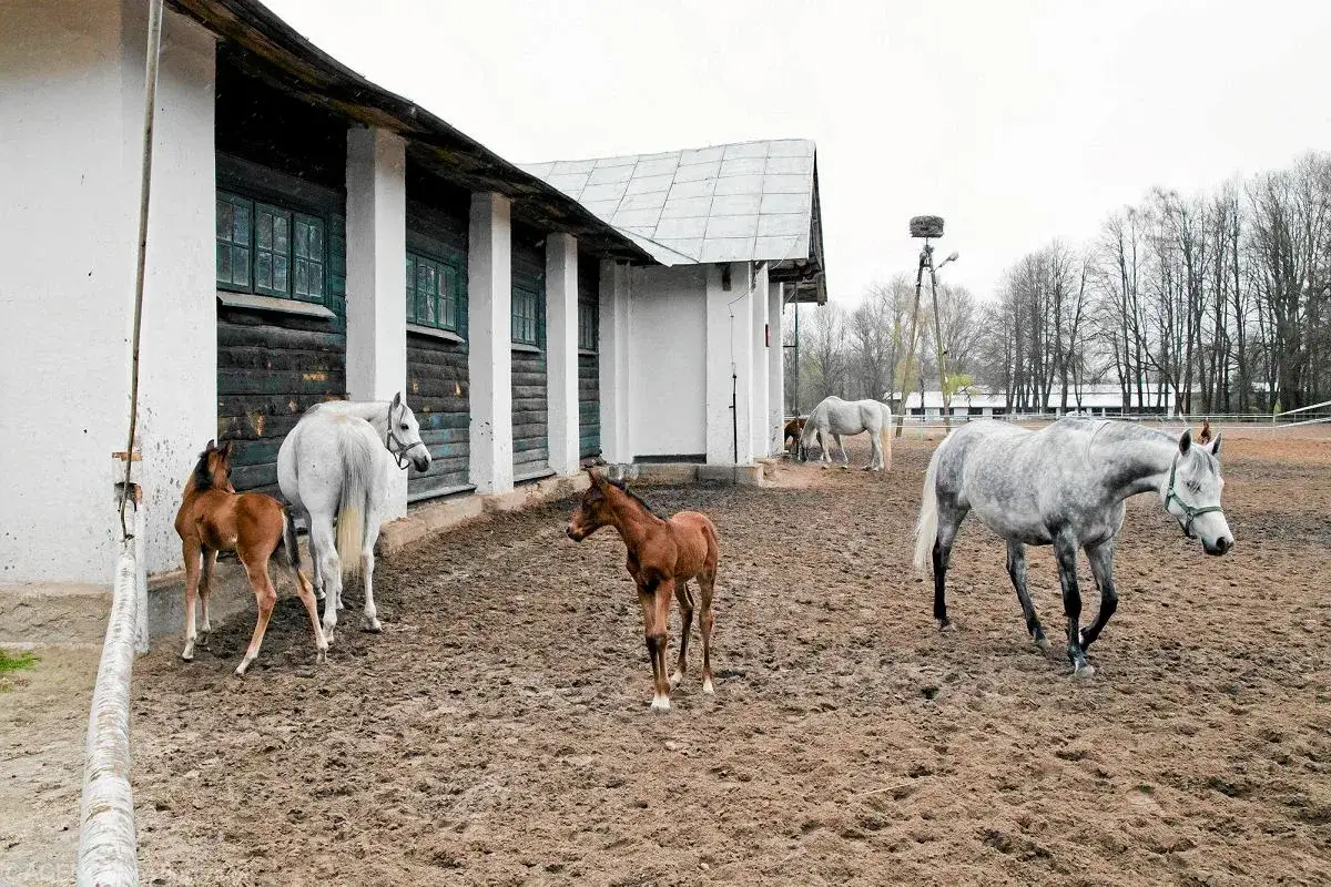 Stadniny koni Gliwice: Oferta, Ceny, Lokalizacje. Wybierz!