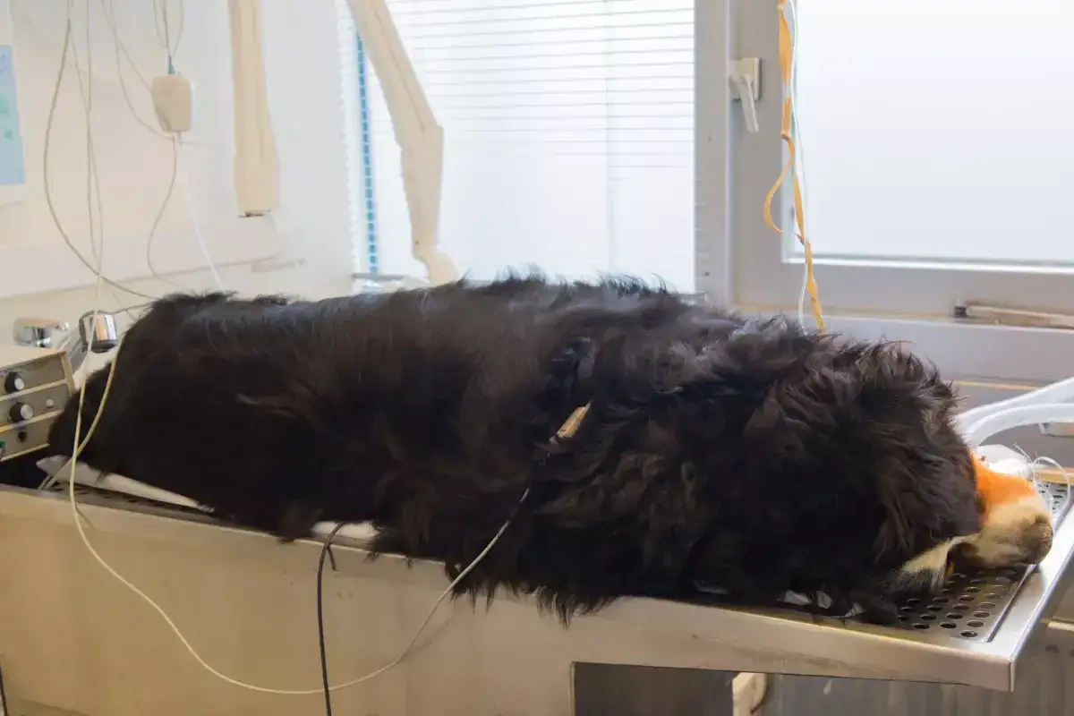 Czarny pies leży na stole weterynaryjnym, podłączony do aparatury. Może to być objaw skrętu żołądka u psa.