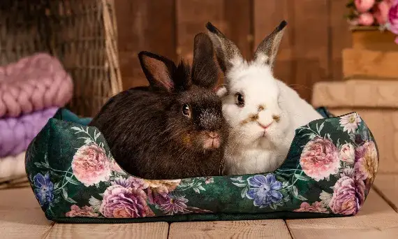 Czy z królikiem trzeba chodzić do weterynarza? Oto kluczowe informacje