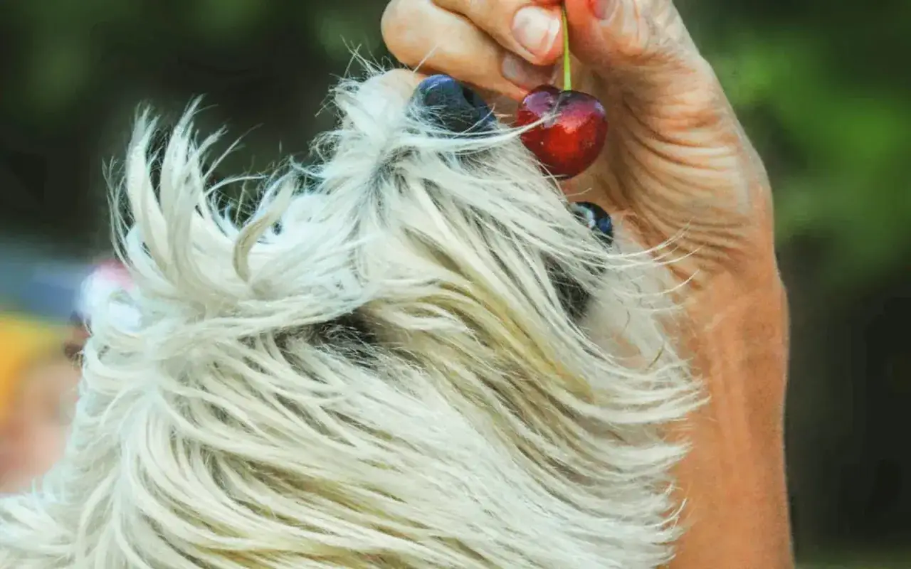 Pies z zaciekawieniem patrzy na czereśnię trzymaną w dłoni. Czy pies może jeść czereśnie? To pytanie nurtuje wielu właścicieli.