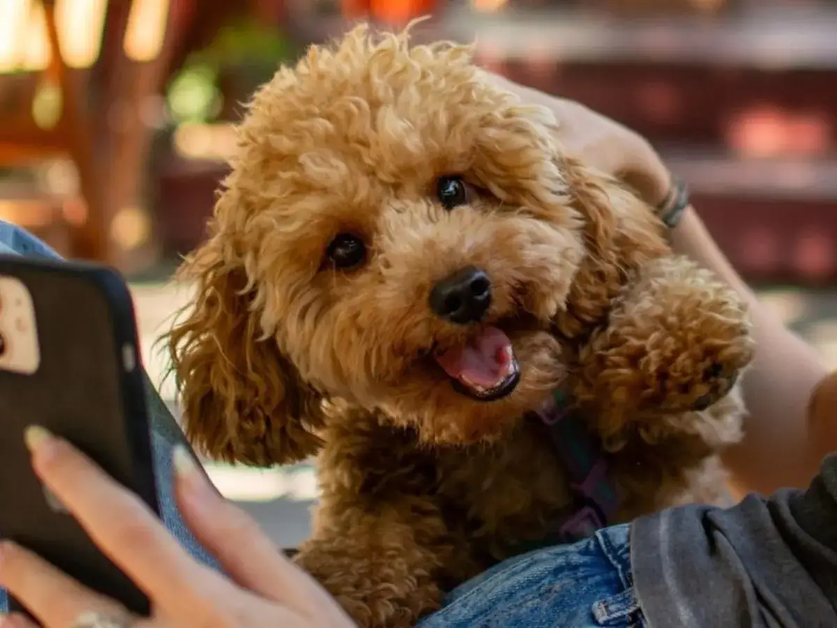 Uroczy maltipoo z kręconymi, brązowymi włosami patrzy na telefon.