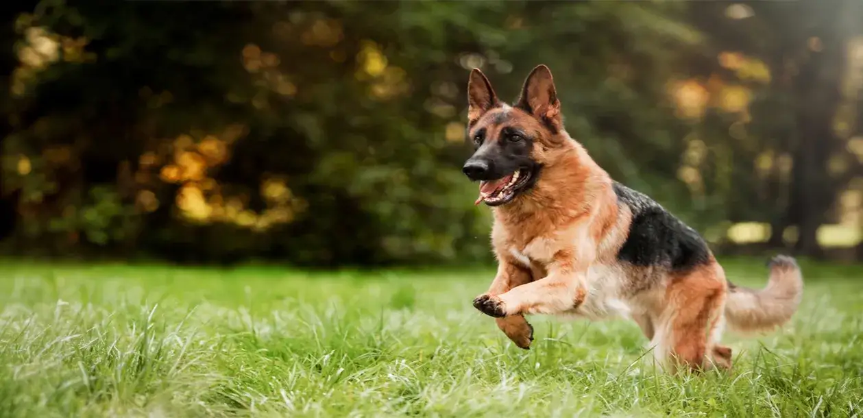 Jak dbać o sierść owczarka niemieckiego długowłosego, by uniknąć problemów