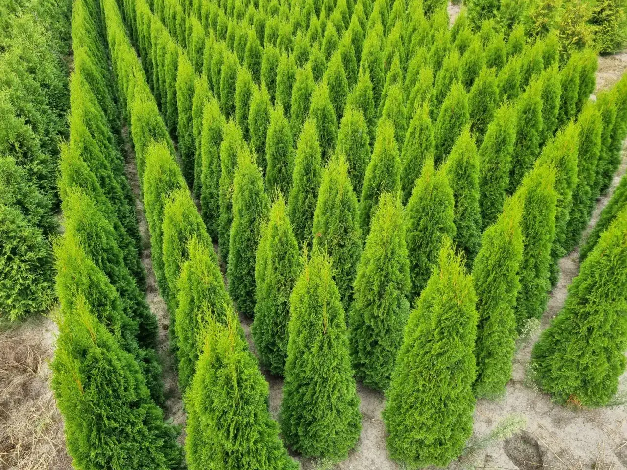 Tuja Smaragd: Idealny rozstaw dla zdrowego, gęstego żywopłotu