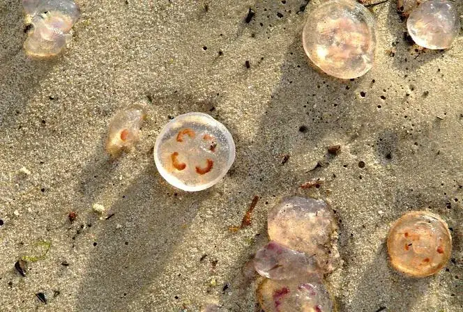 Czy meduzy w Bałtyku są groźne? Sprawdź, jakie mogą być zagrożenia