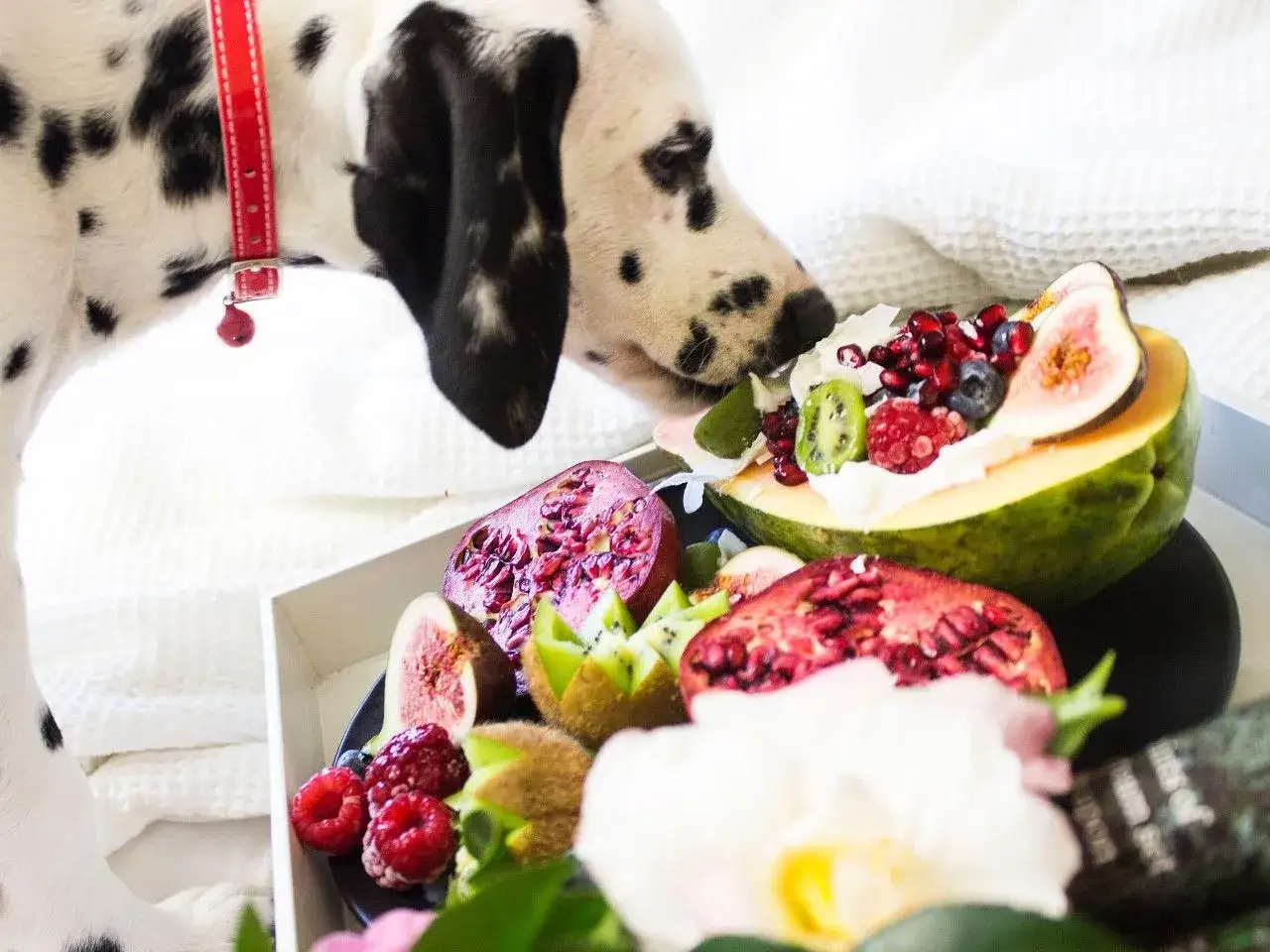 Najgorsza karma dla psa: unikaj tych szkodliwych składników