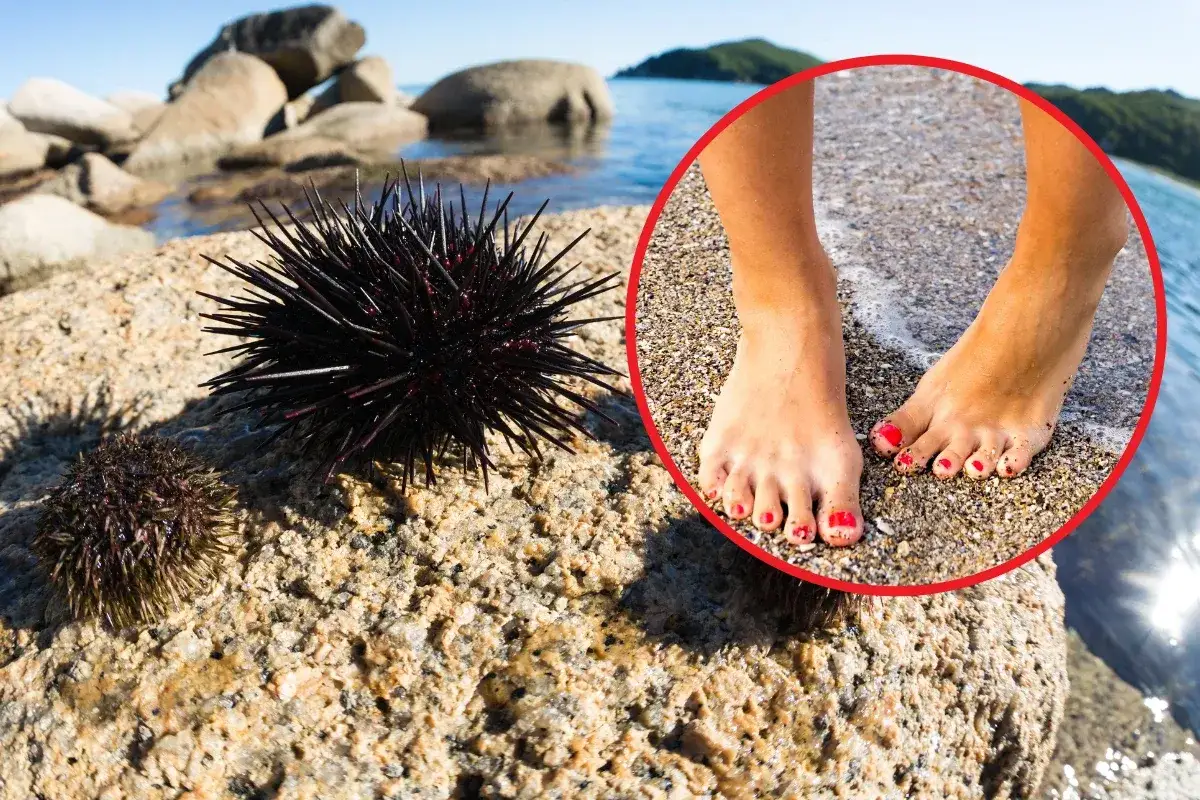 Chorwackie Morze: Jakie jest? Czystość, plaże, jeżowce i bezpieczeństwo