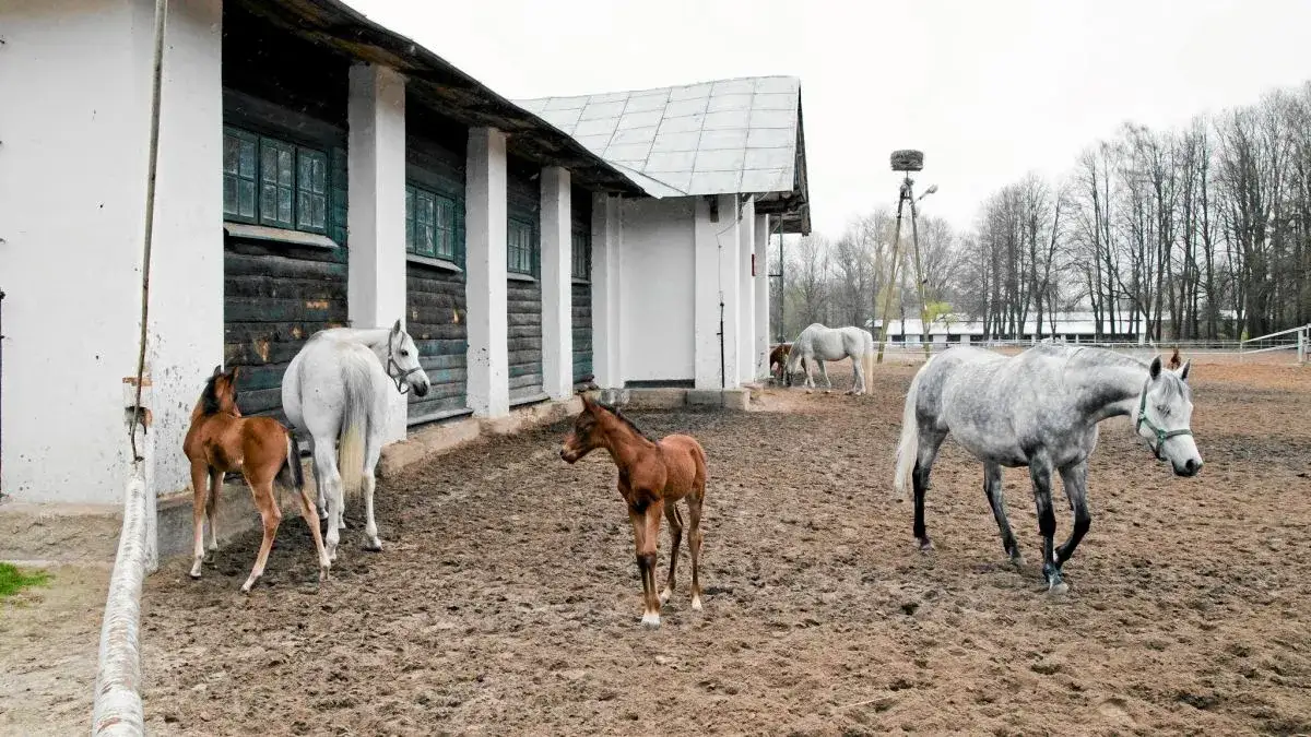 Największa stadnina koni w Polsce: Janów Podlaski czy Michałów?