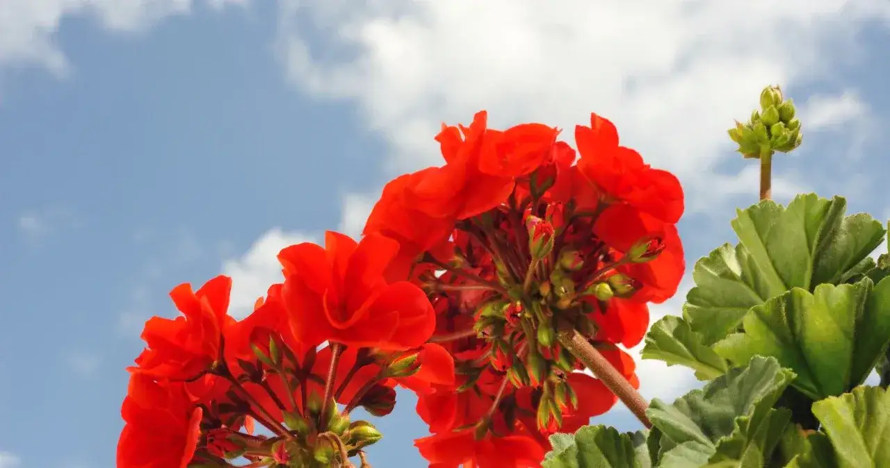 Jakie kwiaty na taras od południa – rośliny, które przetrwają upały