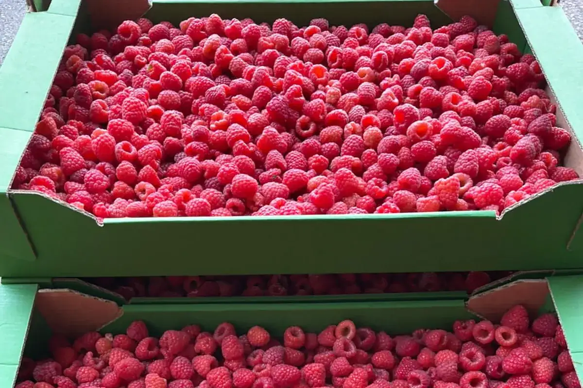 Ile kosztują maliny na skupie – poznaj aktualne ceny i trendy