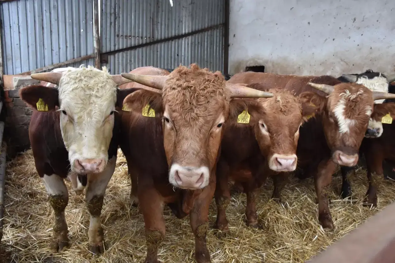 Kilka jałówek w oborze, gotowych do sprzedaży. Ceny jałówek zależą od ich wieku i rasy.