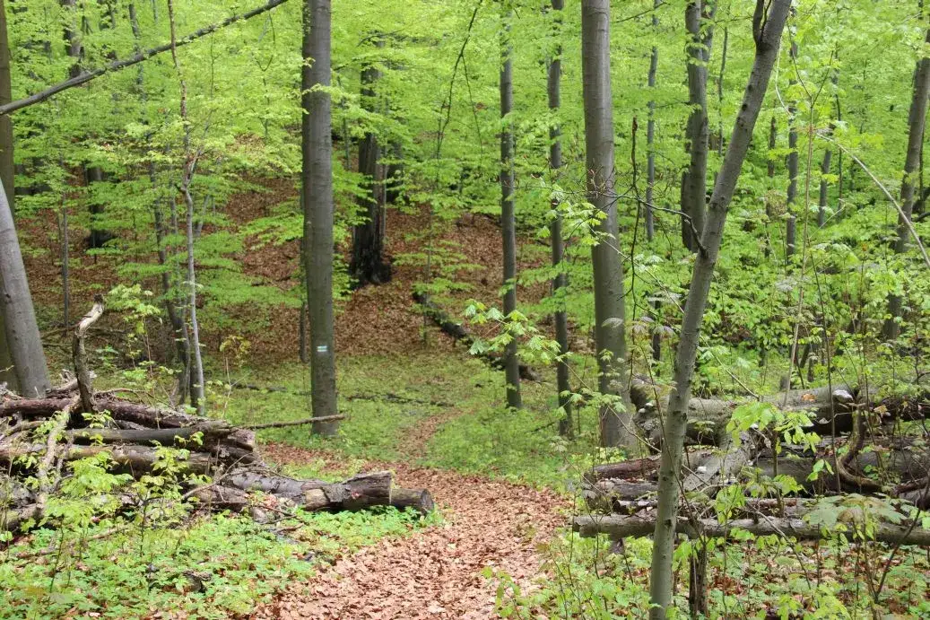 Rezerwat przyrody Góra Chełm – odkryj piękno natury w Polsce