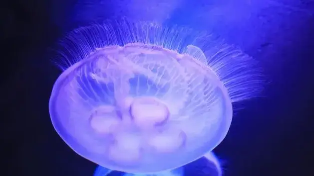 Jak się rozmnażają meduzy? Zaskakujące fakty o ich cyklu życia