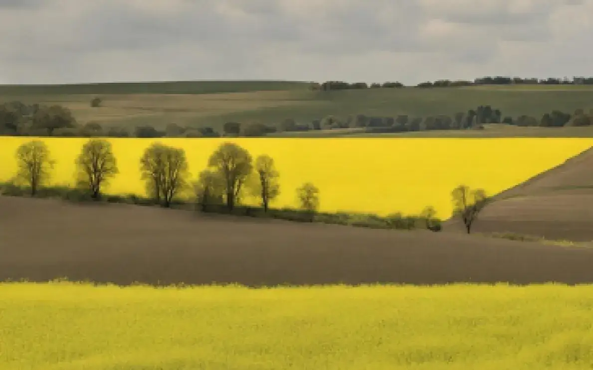 Jesienne nawożenie P i K: klucz do plonów i mrozoodporności upraw?