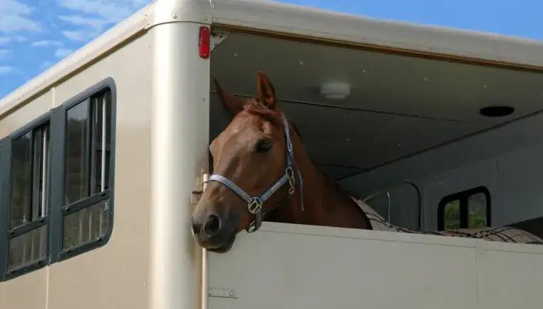 Paszport dla konia: Kompletny przewodnik krok po kroku (koszty, terminy)