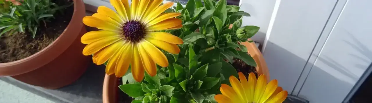 Gdzie kupić słonecznik w doniczce? Sprawdź najlepsze miejsca!