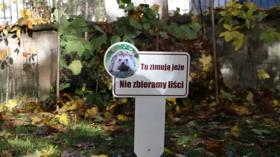 Gdzie zimują jeże? Jak im pomóc przetrwać zimę?