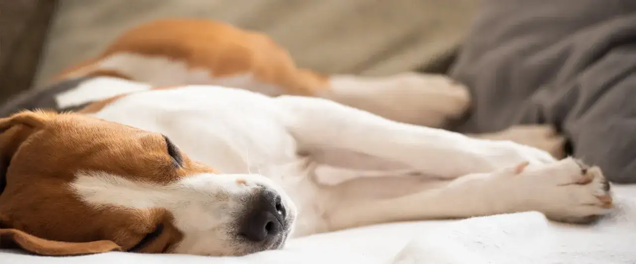 Uśpienie psa czy boli? Ten beagle śpi głęboko, nie czując nic.