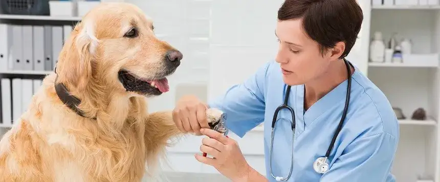 Czy weterynarz obcina pazury psu? Poznaj ważne informacje i koszty