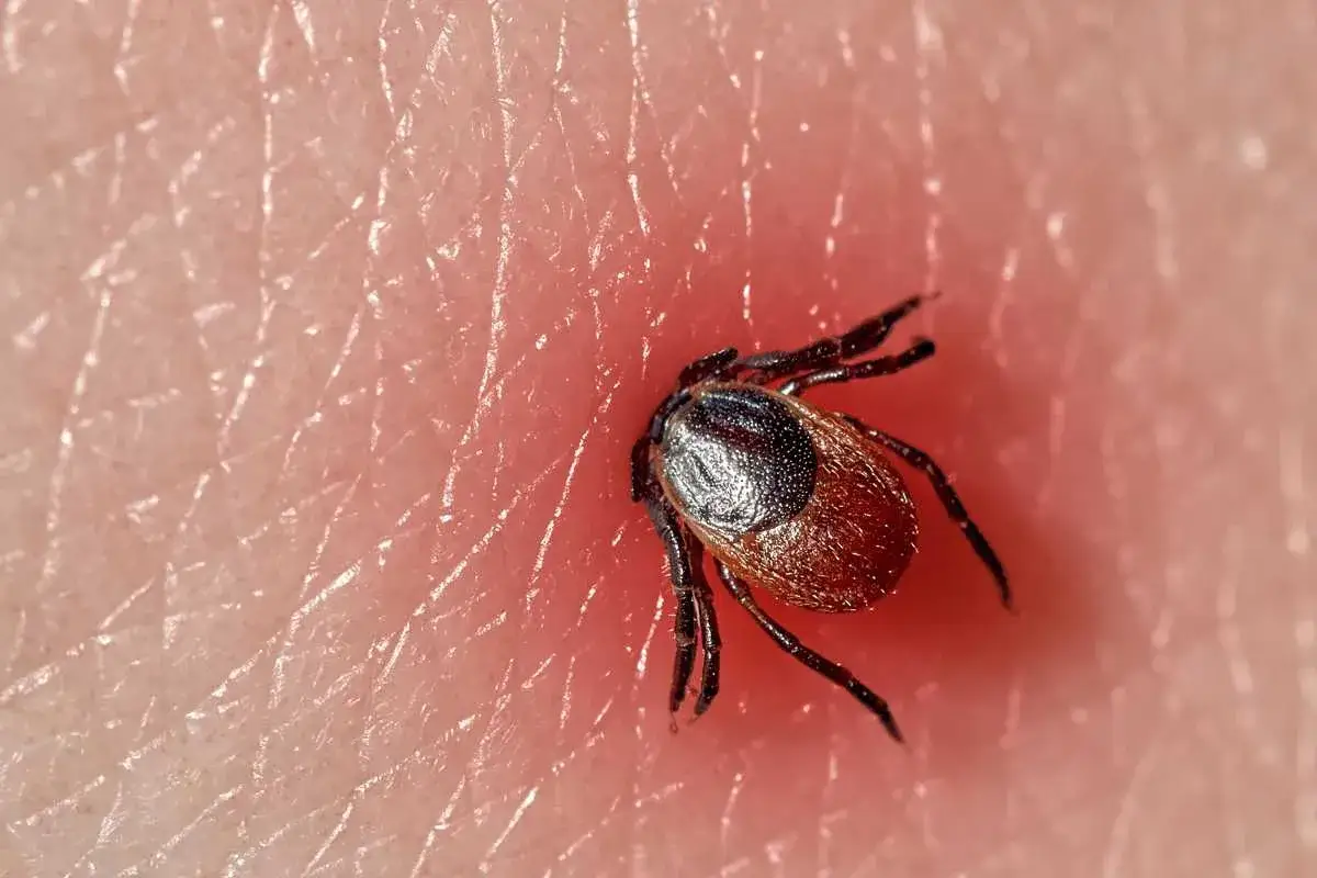 Jak rozmnażają się kleszcze i dlaczego to ma znaczenie dla zdrowia