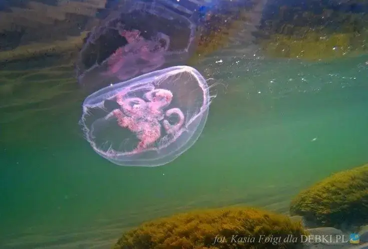 Co pływa w Bałtyku? Odkryj unikalne życie i zagrożenia morza