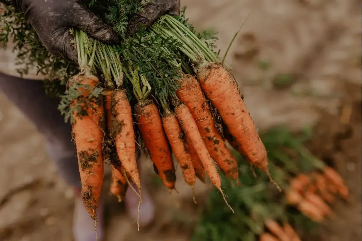 Marchewka: Kiedy siać, by mieć obfite plony od wiosny do zimy?