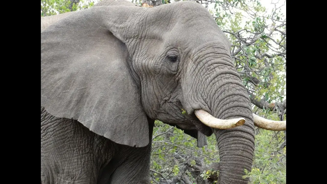 Czy słoń ma żonę? Odkryj, jak naprawdę żyją te zwierzęta