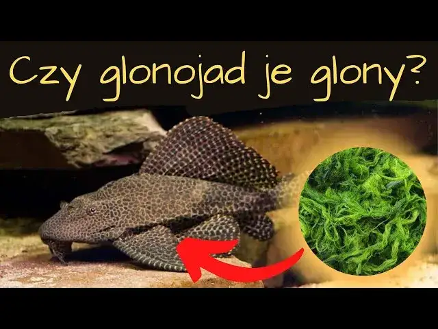 Czy glonojad je glony? Odkryj prawdę o jego diecie i nawykach