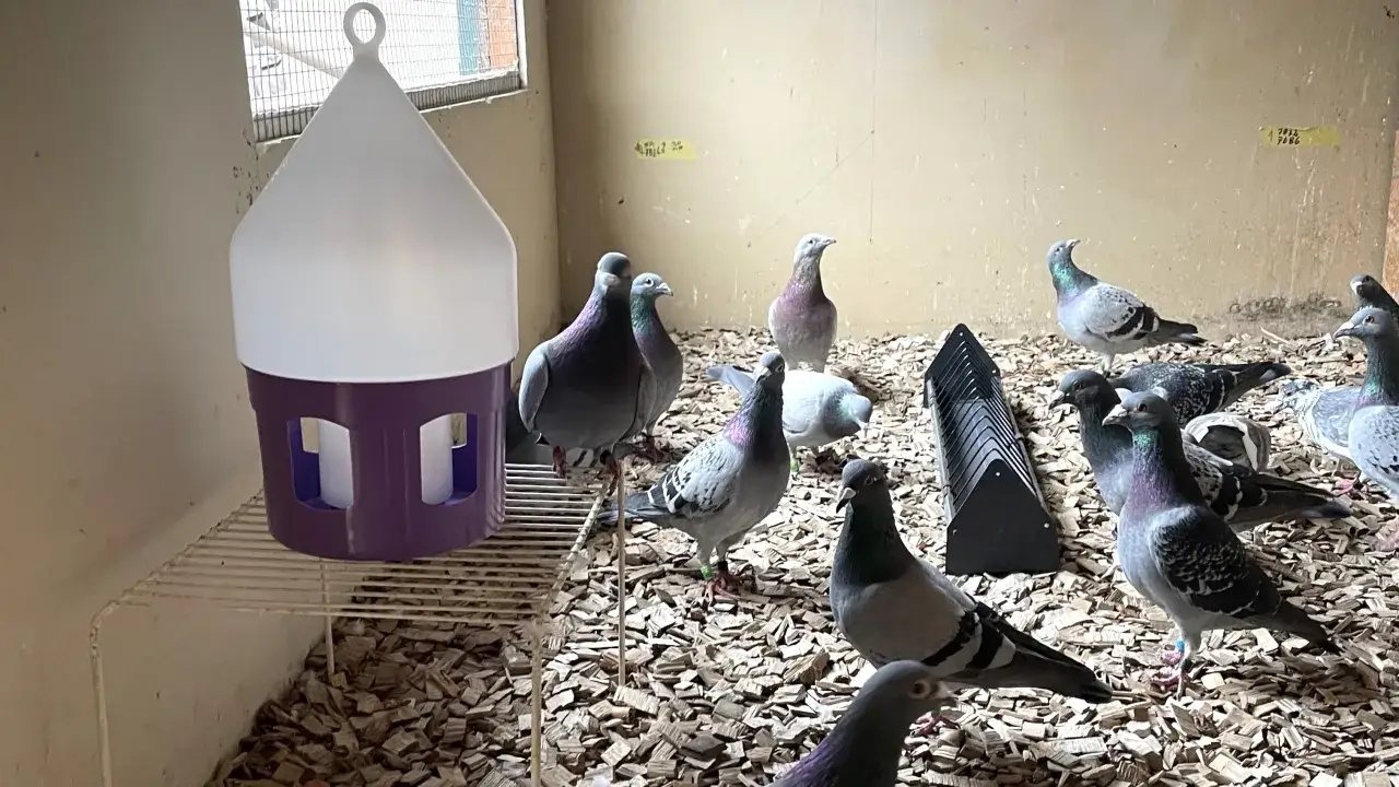 Skuteczne metody odrobaczania gołębi - uniknij pasożytów i chorób