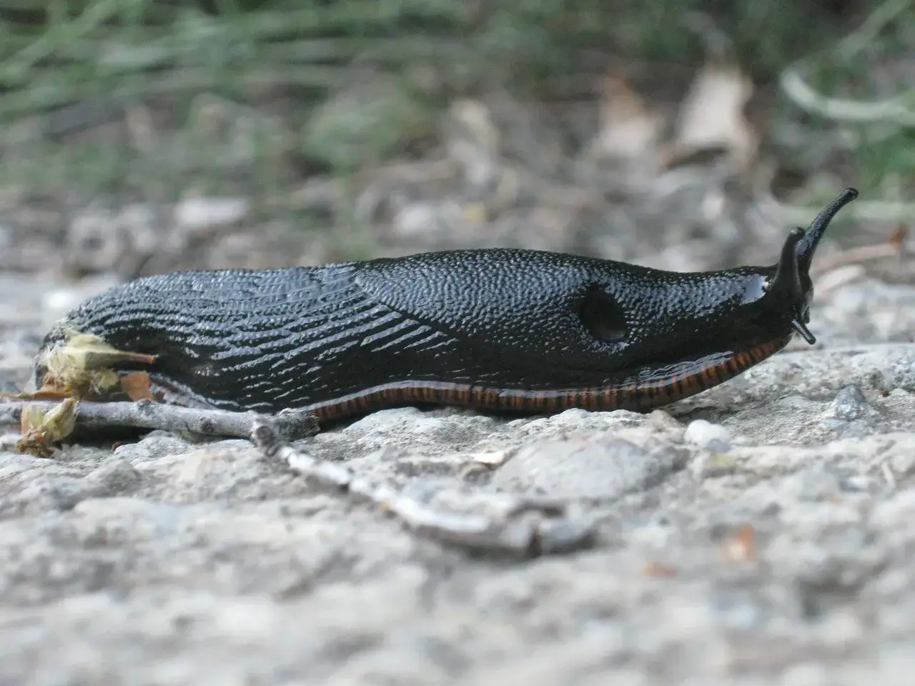 Czarny ślimak bezskorupowy na kamienistym podłożu.